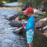 Rainbow trout