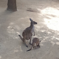 LA-ZOO-0120