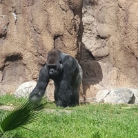 LA-ZOO-0127