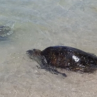 Laniakea Beach Sea Turtles