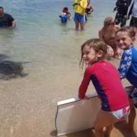 Laniakea Beach Sea Turtles