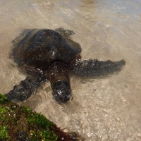 Laniakea Beach Sea Turtles
