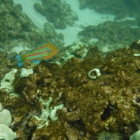Snorkeling at Three Tables Beach