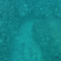 Swimming with the Sea Turtles