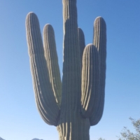 Cactus at Miraval