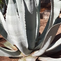 Miraval Cactus