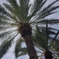 Palm trees at Miraval