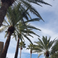 Palms at Miraval