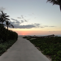 Wedding Ceremony Palm Grove