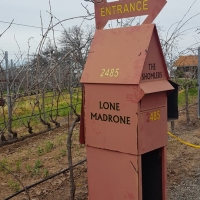 Lone Madrone